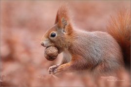 <p>VEVERKA OBECNÁ (Sciurus vulgaris)   /Red squirrel - Eichhörnchen/</p>